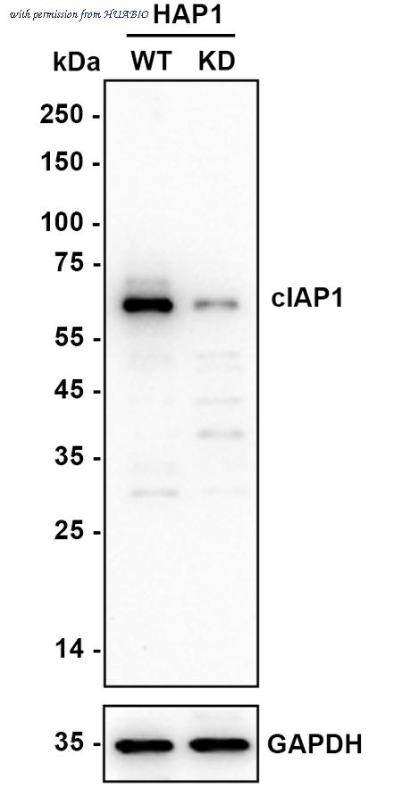 HUABIO HA722743 image 2