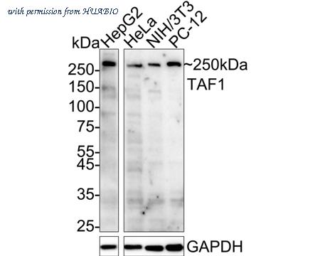 HUABIO HA722747 image 1