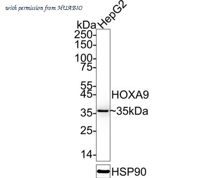 HUABIO HA722748 image 1