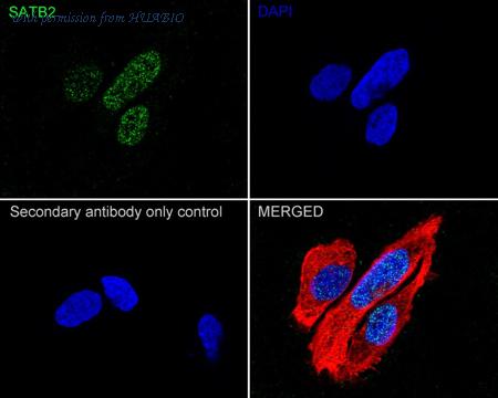 HUABIO HA722751 image 3