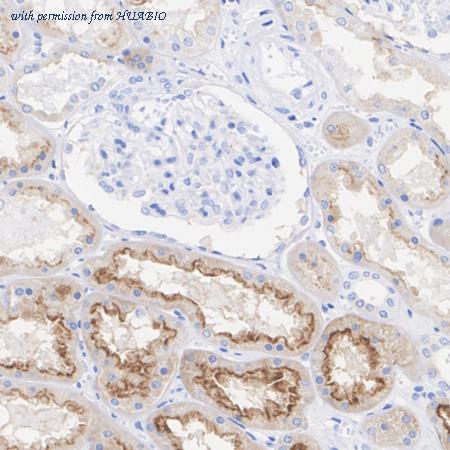 HUABIO HA722769 image 2