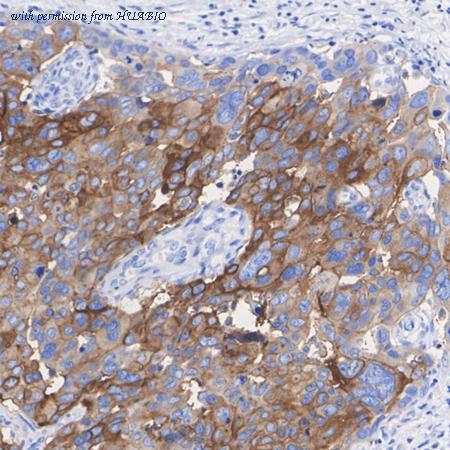 HUABIO HA722769 image 3