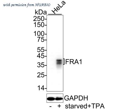HUABIO HA722771 image 1