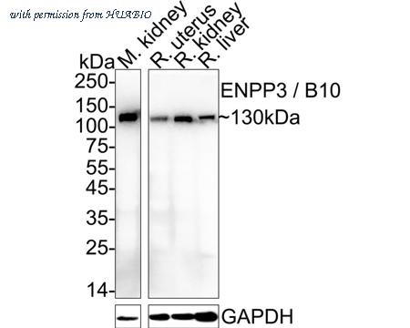 HUABIO HA722774 image 1