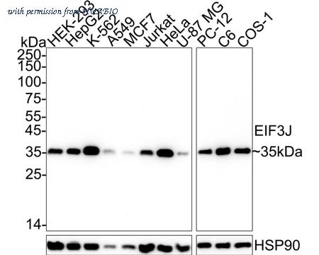 HUABIO HA722775 image 1