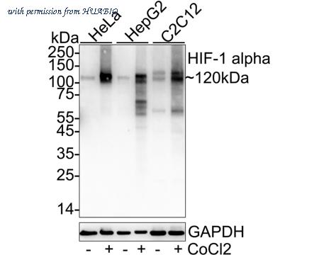 HUABIO HA722778 image 1