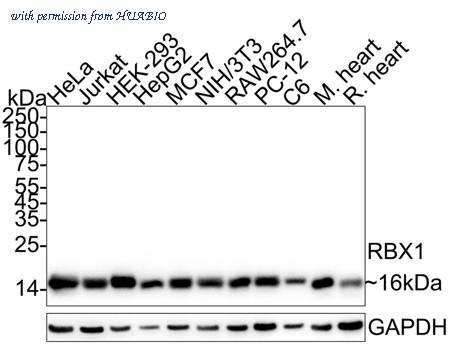 HUABIO HA722779 image 1