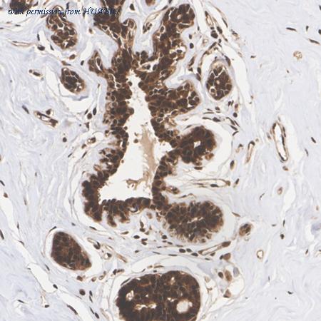 HUABIO HA722779 image 2