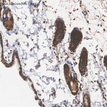 HUABIO HA722779 image 3