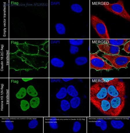 HUABIO HA722780 image 2