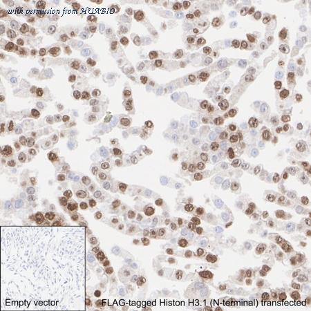 HUABIO HA722780 image 3