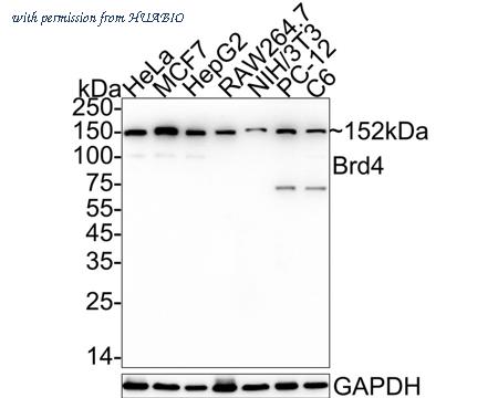 HUABIO HA722785 image 1