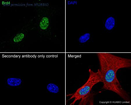 HUABIO HA722785 image 3