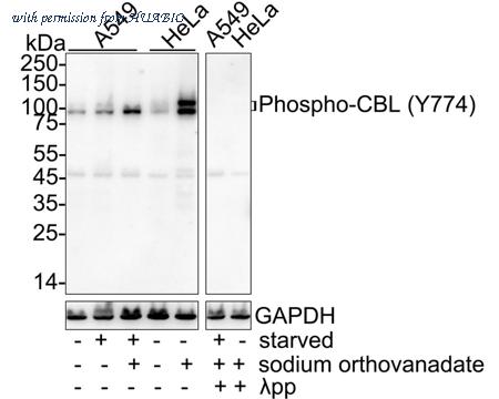 HUABIO HA722786 image 1