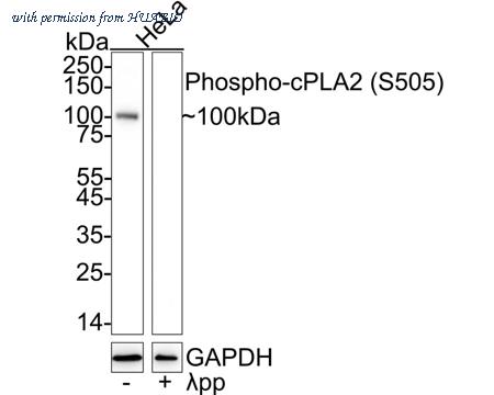 HUABIO HA722804 image 1