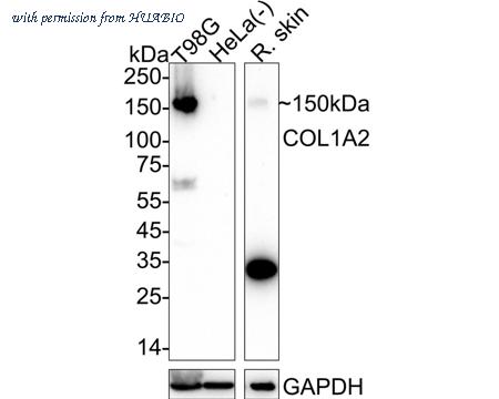 HUABIO HA722809 image 1