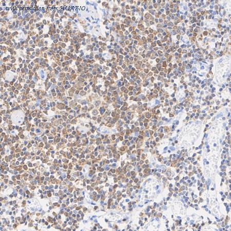 HUABIO HA722812 image 2