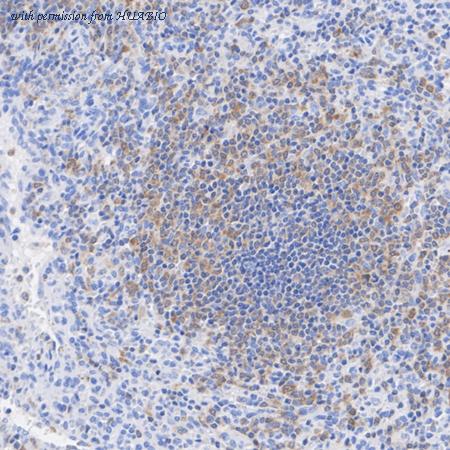 HUABIO HA722812 image 3