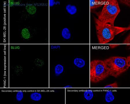 HUABIO HA722828 image 2