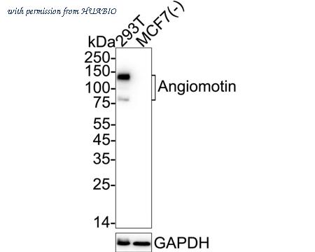 HUABIO HA722834 image 1