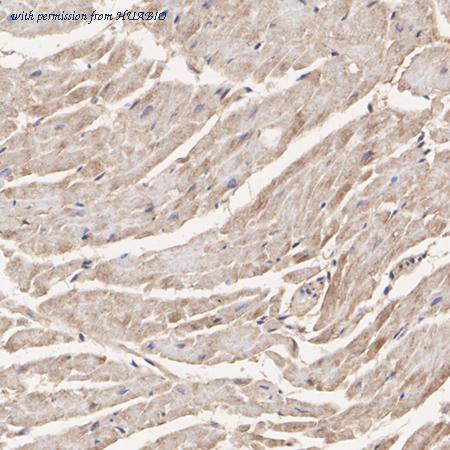 HUABIO HA722837 image 2