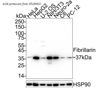 HUABIO HA722842 image 1