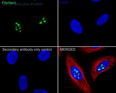 HUABIO HA722842 image 2