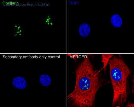 HUABIO HA722842 image 3