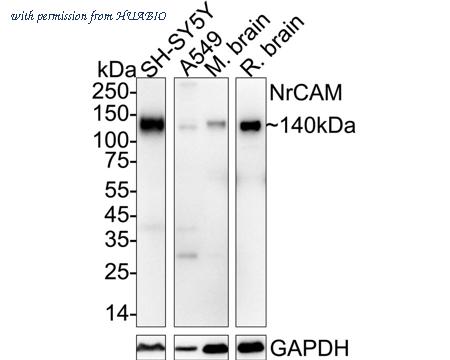 HUABIO HA722843 image 1