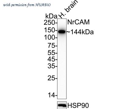 HUABIO HA722843 image 2