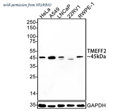 HUABIO HA722861 image 1