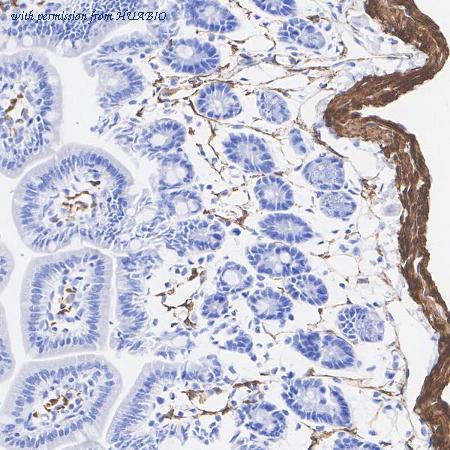 HUABIO HA722863 image 3