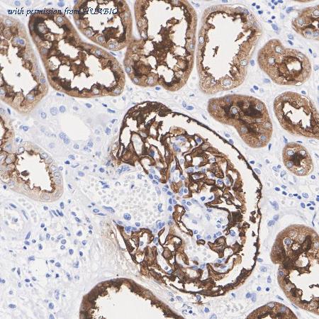 HUABIO HA722864 image 2