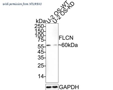 HUABIO HA722883 image 2