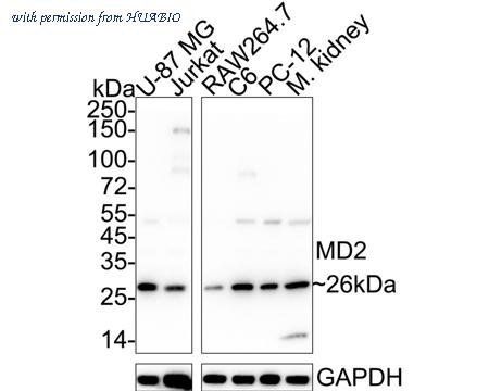 HUABIO HA722888 image 1