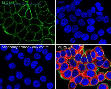 HUABIO HA722890 image 2