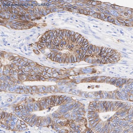 HUABIO HA722890 image 3