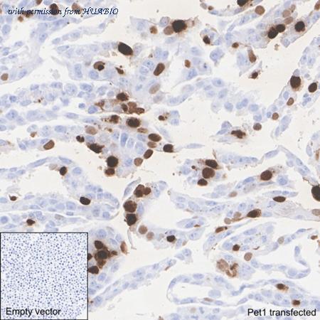 HUABIO HA722893 image 3