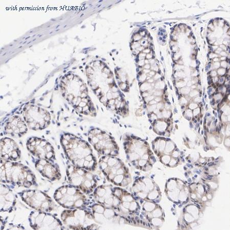 HUABIO HA722894 image 2