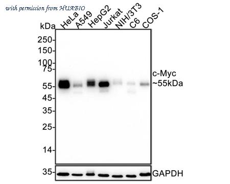 HUABIO HA722895 image 1