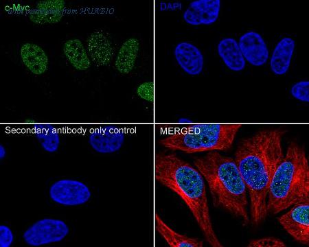 HUABIO HA722895 image 2