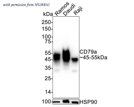 HUABIO HA722896 image 1