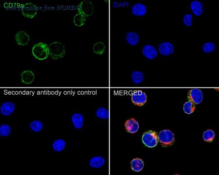 HUABIO HA722896 image 2