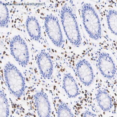 HUABIO HA722896 image 3