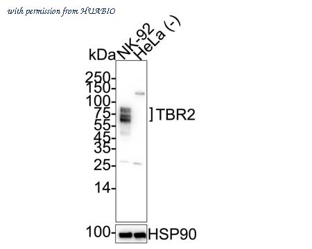 HUABIO HA722918 image 3