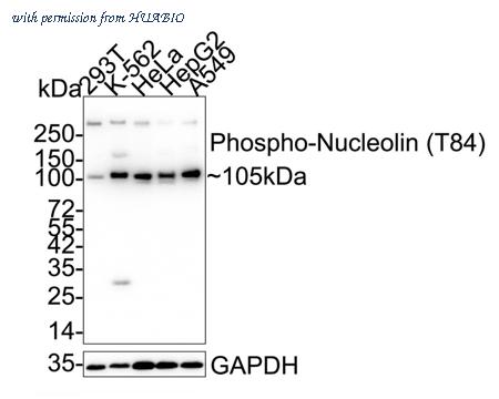HUABIO HA722920 image 1
