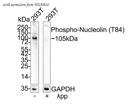HUABIO HA722920 image 2