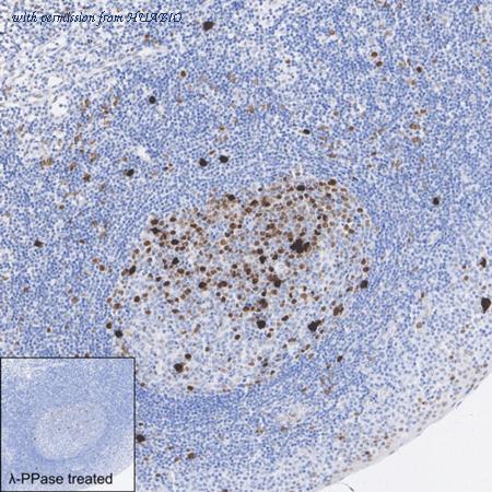 HUABIO HA722920 image 3