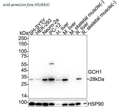 HUABIO HA722937 image 1