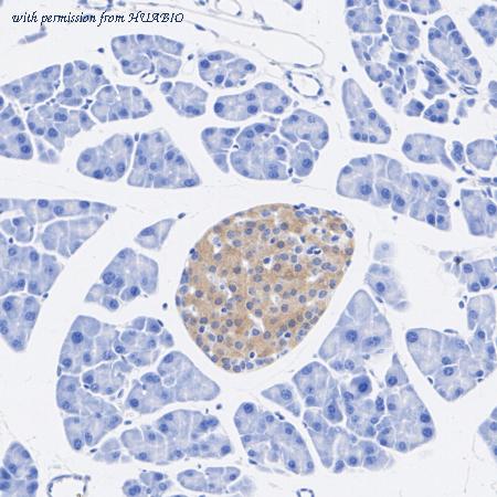 HUABIO HA722937 image 3